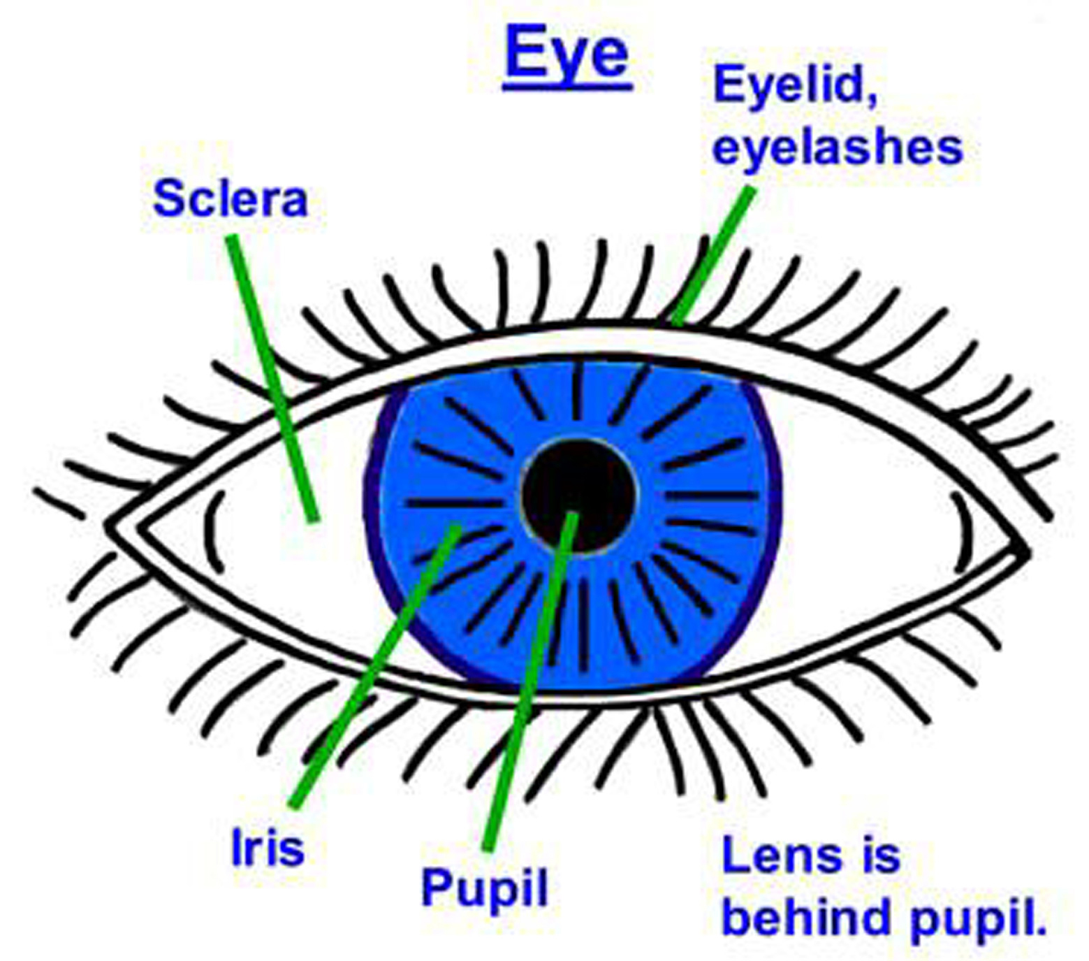 human-eye-eye-changes-length-like-a-camera-to-focus-close-and-far